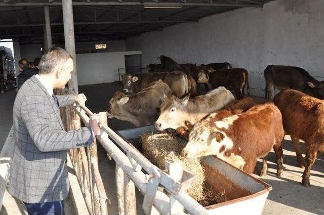 Genç Çiftçilere Damızlık Düve Dağıtıldı