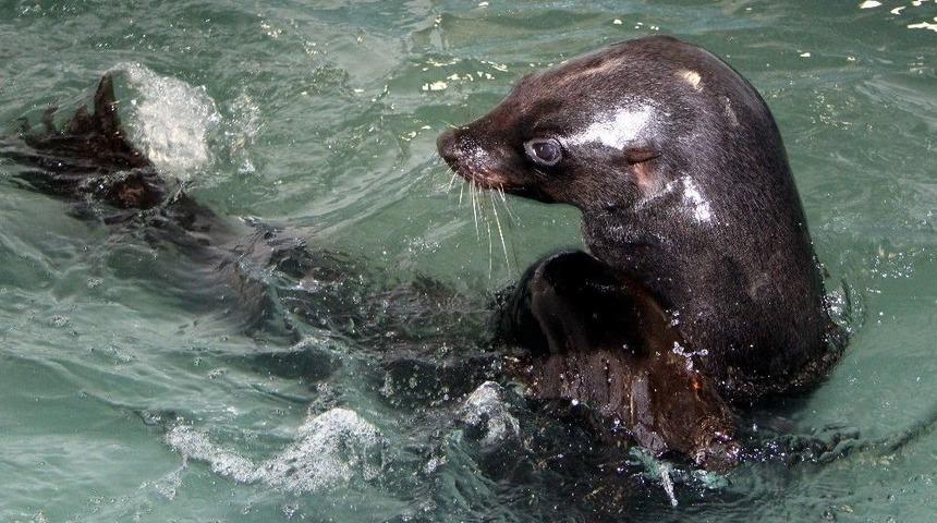 Hayvanat Bah&ccedil;esinin Taklacı Misafirleri