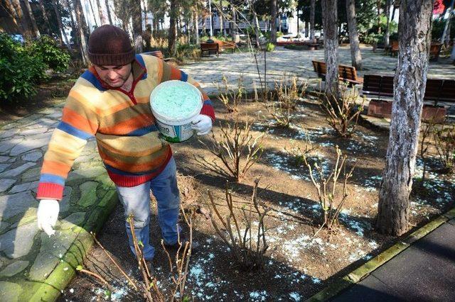 Beylikdüzü’nün Bitki Örtüsü Bakımda