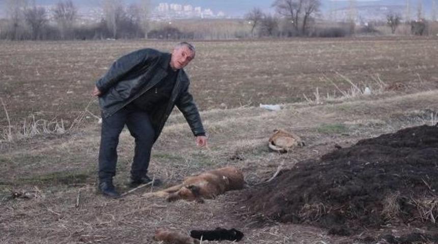 Tavşanlı'da K&ouml;pek Katliamı