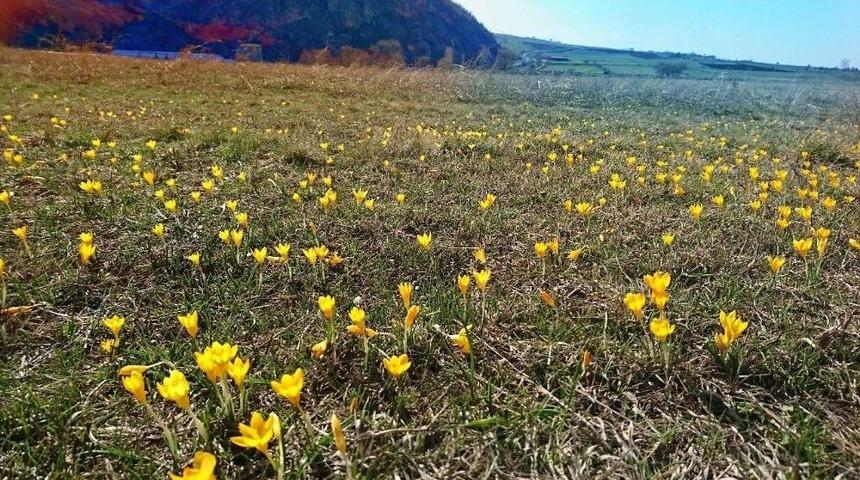 İn&ouml;n&uuml;&rsquo;de &Ccedil;iğdem &Ccedil;i&ccedil;ekleri İle Gelen Bahar G&uuml;zelliği
