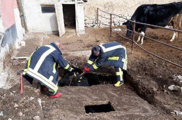 Foseptiğe Düşen Ineği Itfaiye Kurtardı