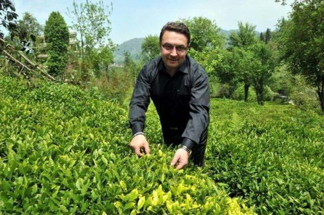 Doğu Karadeniz’De Organik Çay Tarımı Bir Yıl Ertelendi