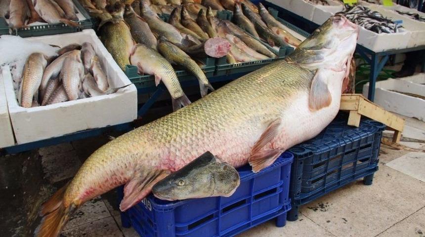 Munzur &Ccedil;ayı&rsquo;nda 90 Kiloluk Sazan Balığı Yakaladılar