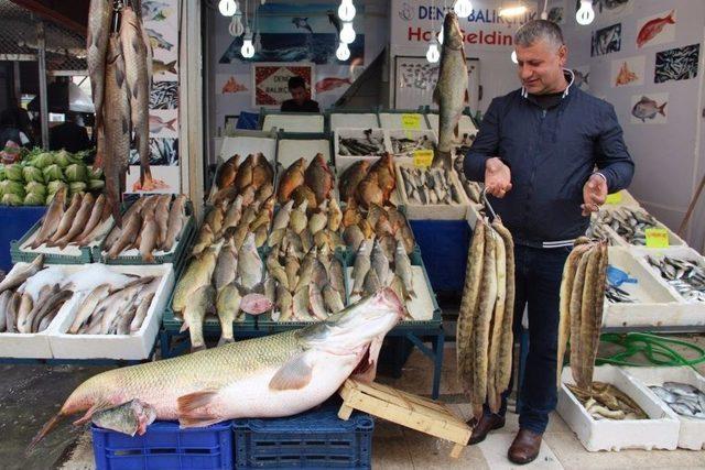 Munzur Çayı’nda 90 Kiloluk Sazan Balığı Yakaladılar