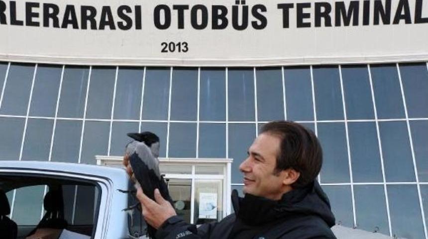 &nbsp;Yaralı Karga Tedavi I&ccedil;in 650 Kilometreden Getirildi