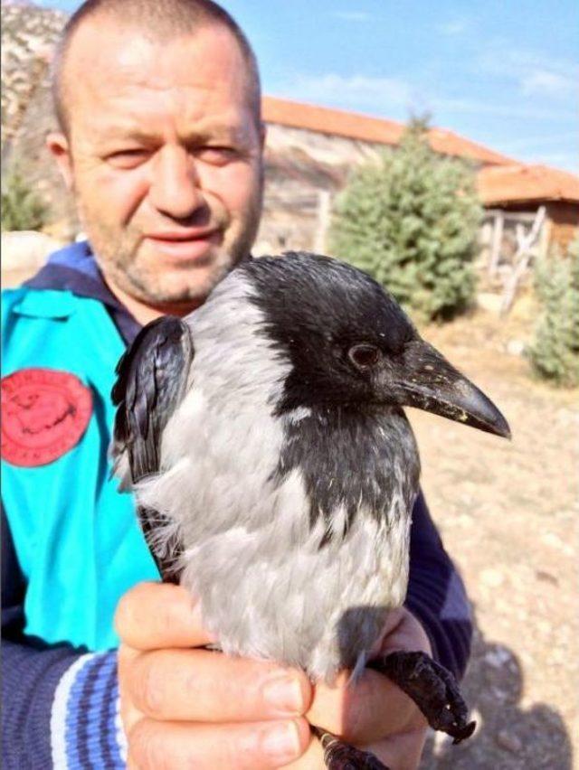  Yaralı Karga Tedavi Için 650 Kilometreden Getirildi