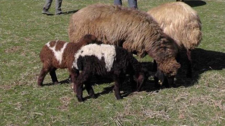 Koyunları Ikiz Doğuruyor