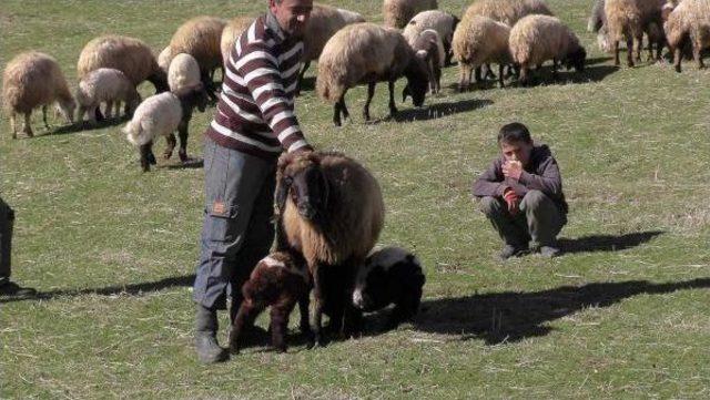 Koyunları Ikiz Doğuruyor