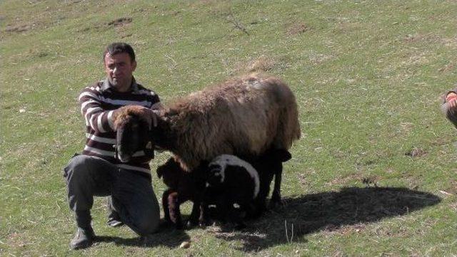 Koyunları Ikiz Doğuruyor