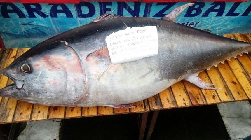2 Metrelik Ton Balığı Vatandaşların İlgi Odağı Oldu
