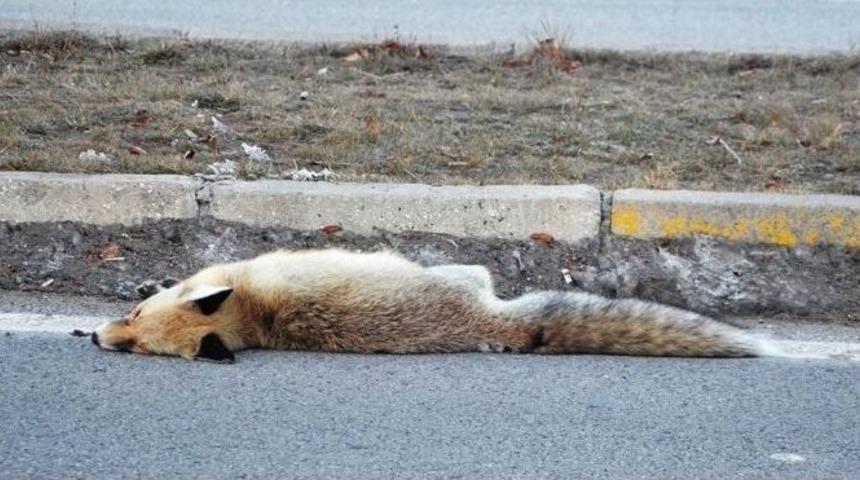 Erzurum&rsquo;da Aracın &Ccedil;arptığı Tilki Telef Oldu
