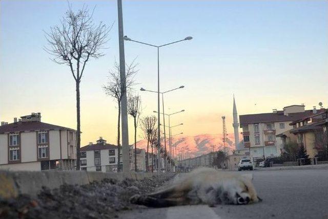 Erzurum’da Aracın Çarptığı Tilki Telef Oldu