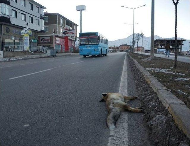 Erzurum’da Aracın Çarptığı Tilki Telef Oldu