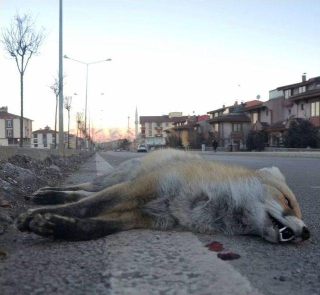 Erzurum’da Aracın Çarptığı Tilki Telef Oldu