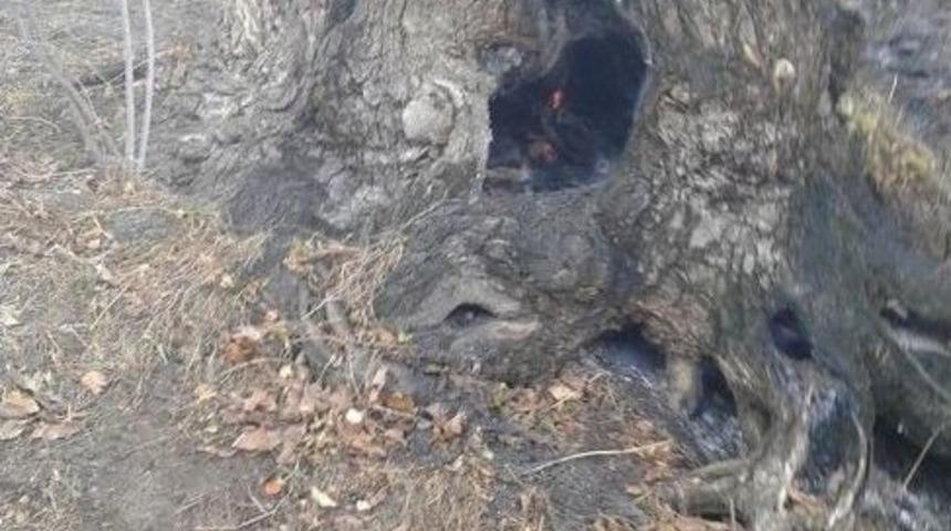 Ceviz Bah&ccedil;esinde Yangın