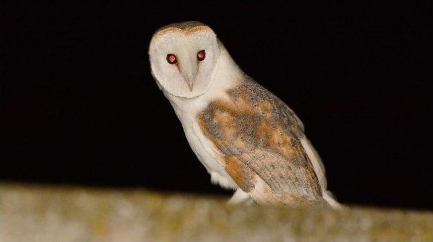 Bursa&rsquo;da Pe&ccedil;eli Baykuş Operasyonu