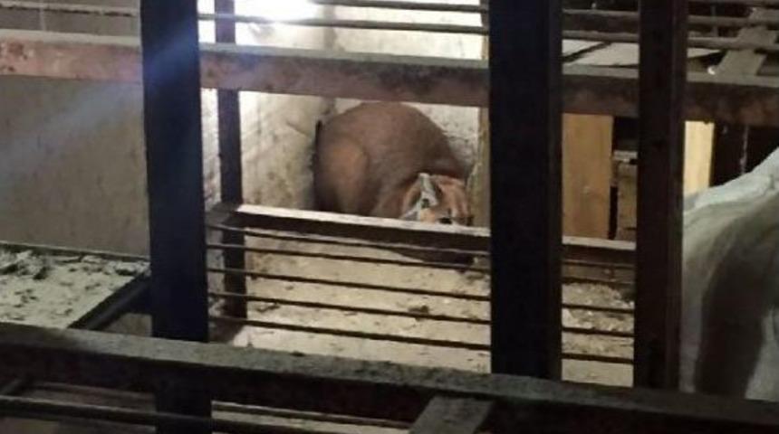 Mantar Deposunda Karakulak Yakalandı