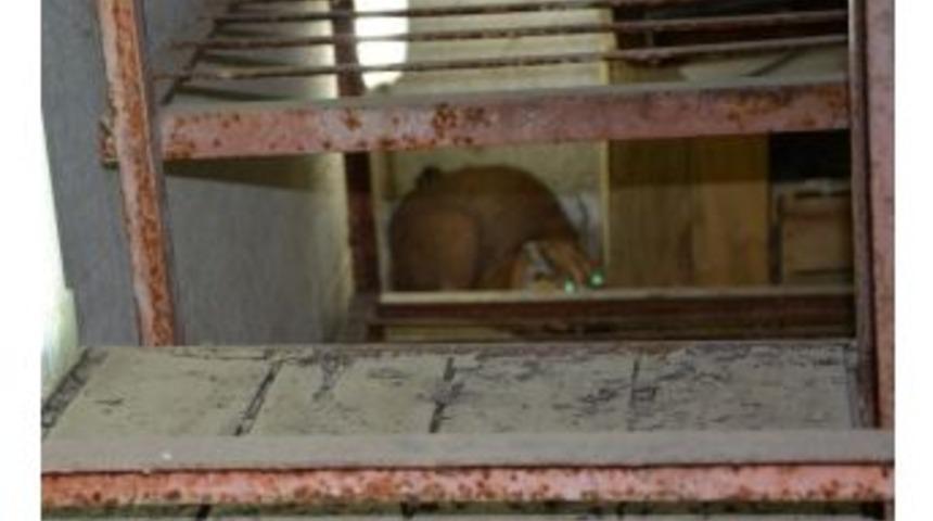 &Ccedil;ipli Karakulak, Yine Aynı Evde Yakalandı