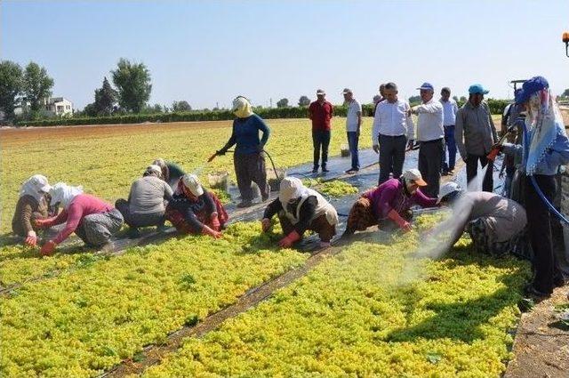 Üzümde Zirai İlaç Kalıntısı Sıfıra İndi