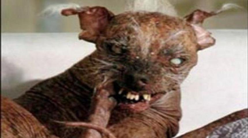 D&uuml;nyanın en &ccedil;irkin hayvanları