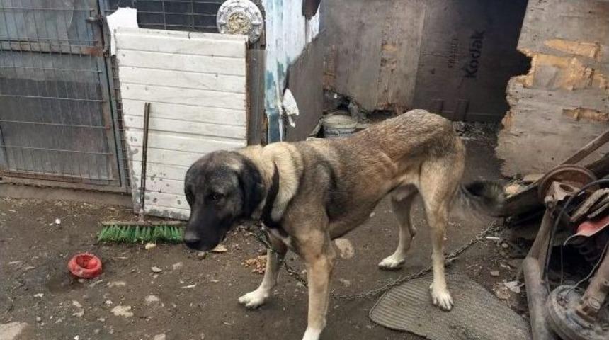 Sosyal Medyayı Ayağa Kaldıran K&ouml;pek De Sahibi De Bulundu