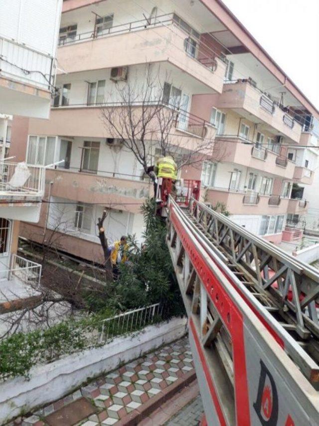 Dal Budamak İçin Çıktığı Ağaçta Tansiyonu Düşünce Mahsur Kaldı