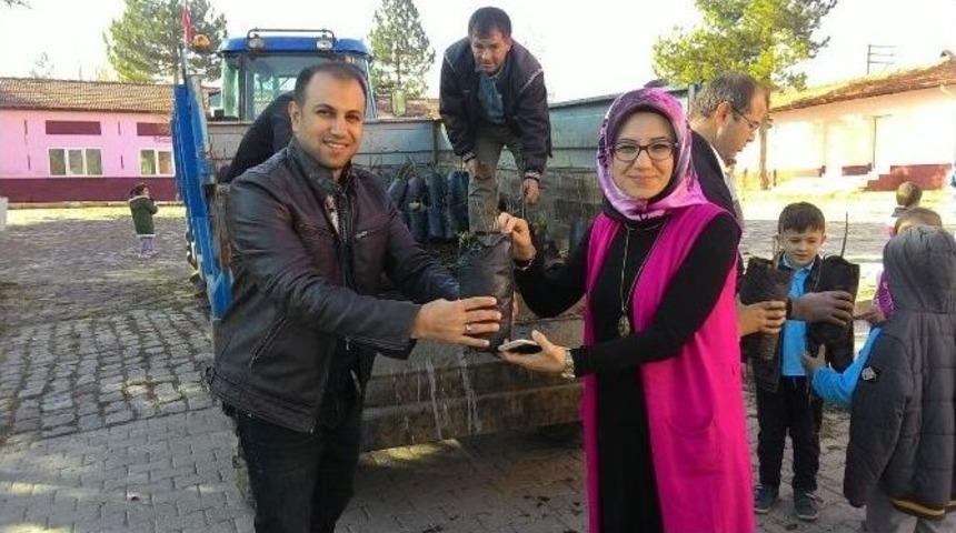 &Ouml;ğretmenlere Ceviz Fidanı Dağıtıldı