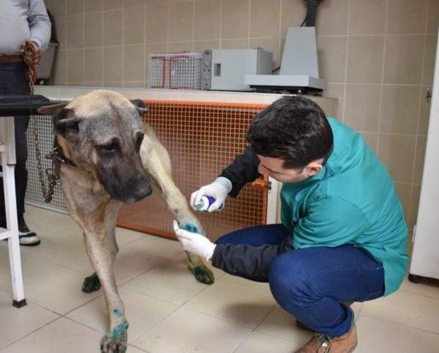 Otomobilin Arkasında Sürüklenen Köpeğe El Konuldu, Sürücüye 526 Lira Ceza Kesildi