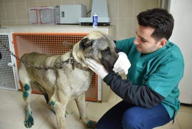 Otomobilin Arkasında Sürüklenen Köpeğe El Konuldu, Sürücüye 526 Lira Ceza Kesildi