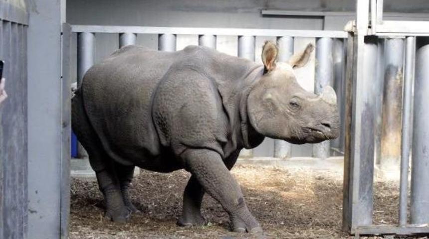 Gergedan Samir'e İngiltere'den Eş Geldi