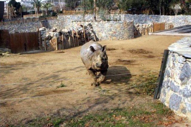 Gergedan Samir'e İngiltere'den Eş Geldi