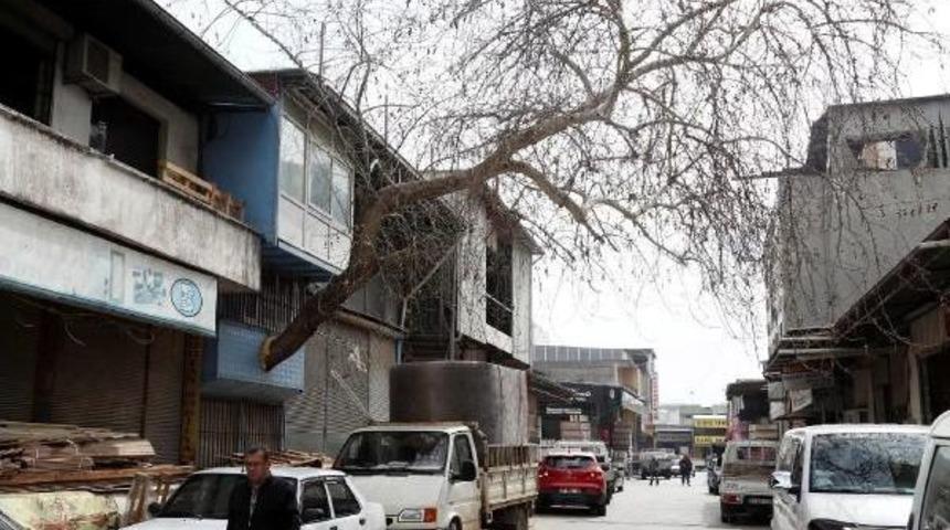 &Ccedil;ınar Ağacına 'yol' Verdiler