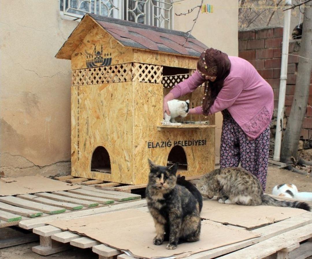 Ev&rsquo;lenen Kedileri, Vatandaşlar Sahiplendi