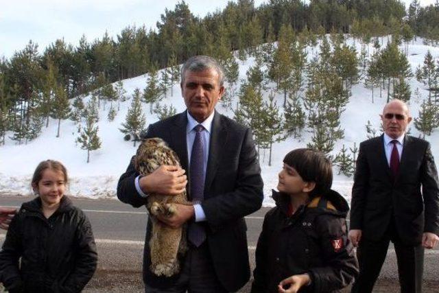 Vali, Puhu Kuşunu Doğaya Bıraktı