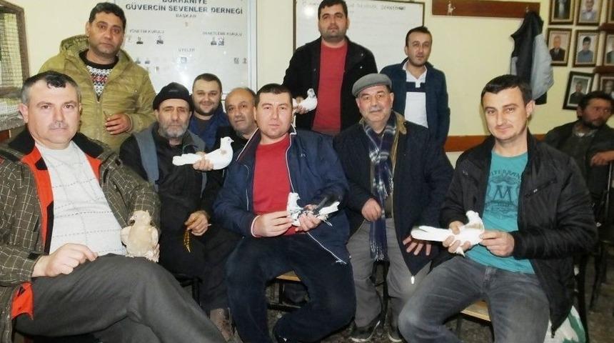 Burhaniye&rsquo;de Mezat G&uuml;vercin Meraklılarını Buluşturdu