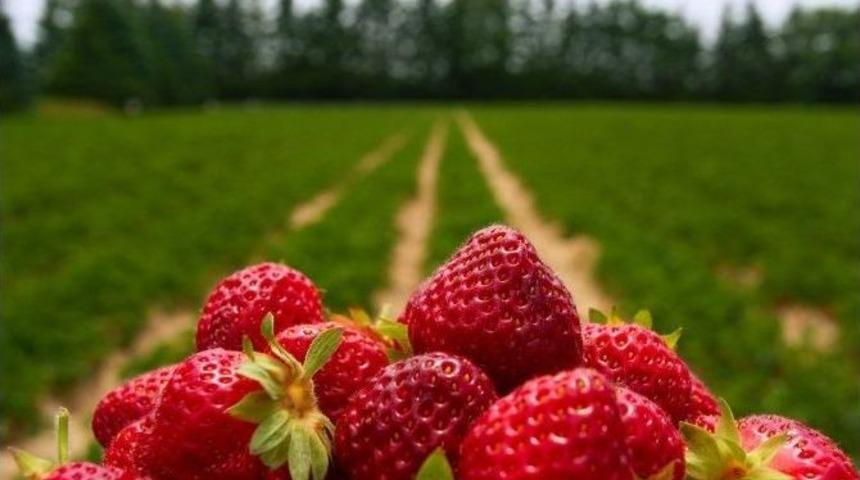 İneg&ouml;l&rsquo;de "&ccedil;ilek &Ccedil;alıştayı"
