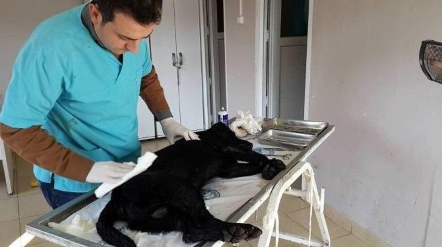 Havuza D&uuml;şen K&ouml;pek Kurtarılarak Tedavi Altına Alındı