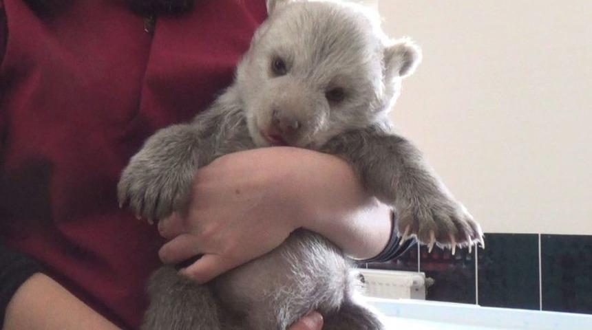Erzincan&rsquo;da Bulunan Yavru Ayı Kars&rsquo;ta Koruma Altına Alındı