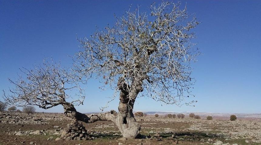 Gaziantep&rsquo;in Anıt Ağa&ccedil;ları Belirlendi