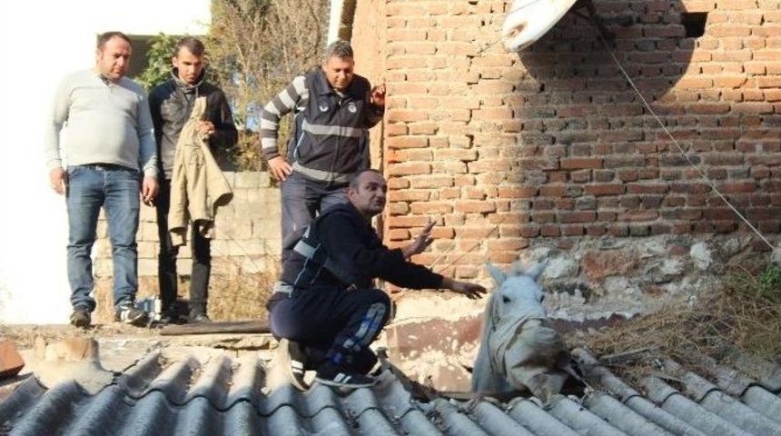 Çatıya At Düştü