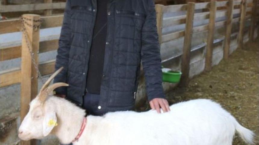 İnternetten Satışa &Ccedil;ıkardığı Koyunlarını Kendi Eliyle Dolandırıcılara Teslim Etti