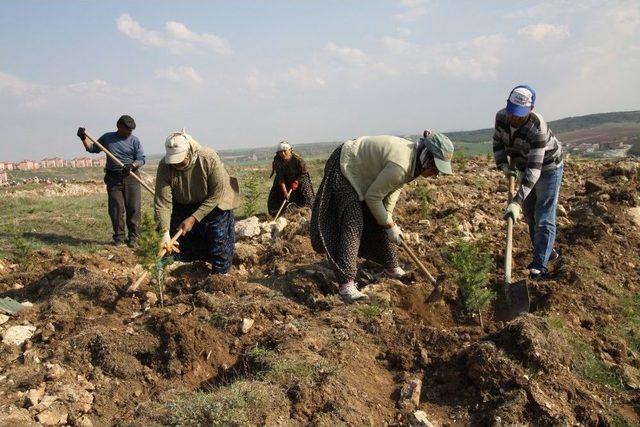 Eskişehir&rsquo;de İlkbahar Fidan Dikimlerine Başlandı 1