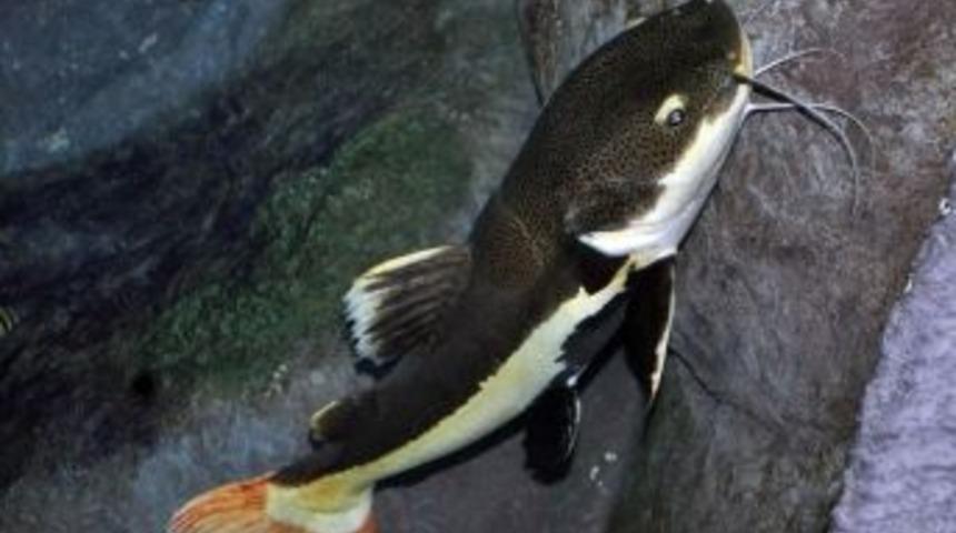 Kırmızı Kuyruklu Kedi Balığı Aqua Vega&rsquo;da Meraklılarını Bekliyor