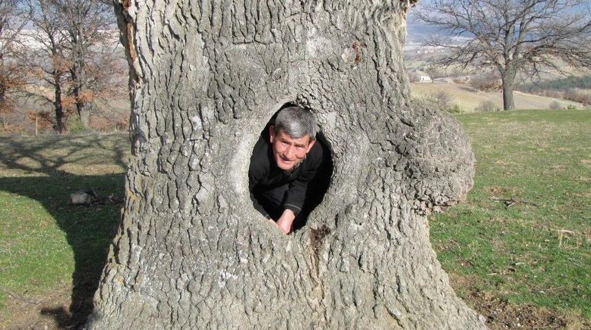 400 Yıllık Meşe Ağacının Koruma Altına Alınması İsteniyor