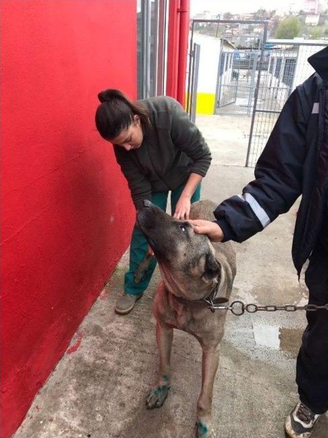 İşkenceden Kurtarılan Köpek Yeni Sahibini Bekliyor