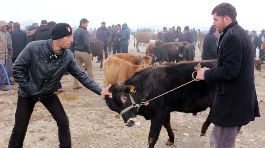 Ağrı Hayvan Pazarı&rsquo;ndan T&uuml;rkiye&rsquo;nin Her Yerine Hayvan Sevkıyatı