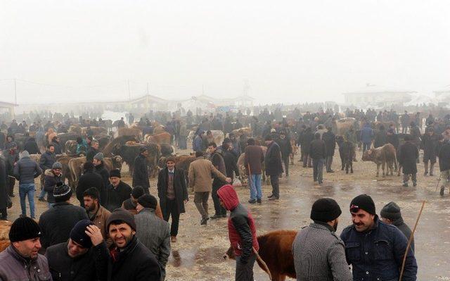 Ağrı Hayvan Pazarı’ndan Türkiye’nin Her Yerine Hayvan Sevkıyatı