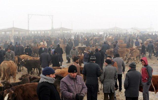 Ağrı Hayvan Pazarı’ndan Türkiye’nin Her Yerine Hayvan Sevkıyatı