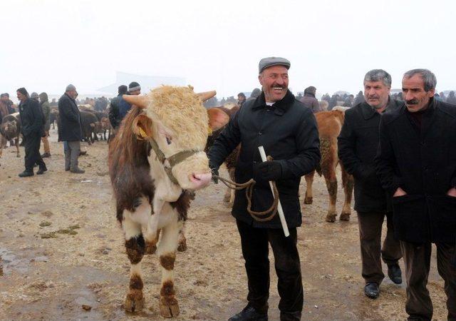 Ağrı Hayvan Pazarı’ndan Türkiye’nin Her Yerine Hayvan Sevkıyatı